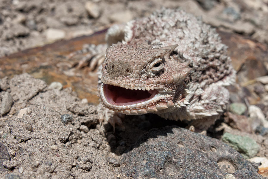 Horned Toad Smiling Photograph by Kathleen Bishop