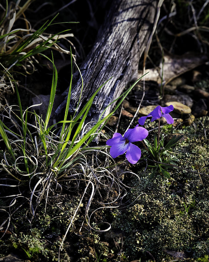 Horned Violets in Mixed Light Photograph by Michael Dougherty