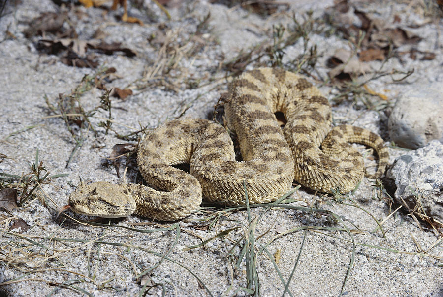 Horned Viper Photograph by John Mitchell
