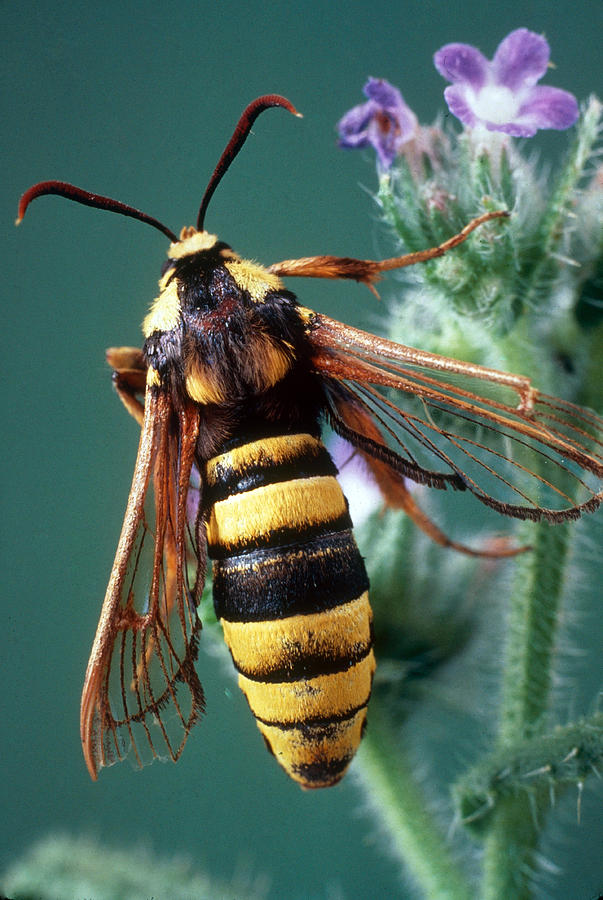 Hornet Moth Photograph by Perennou Nuridsany