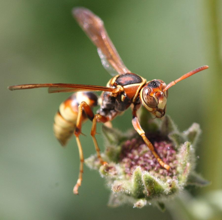Hornet on flower Photograph by Nathan Rupert