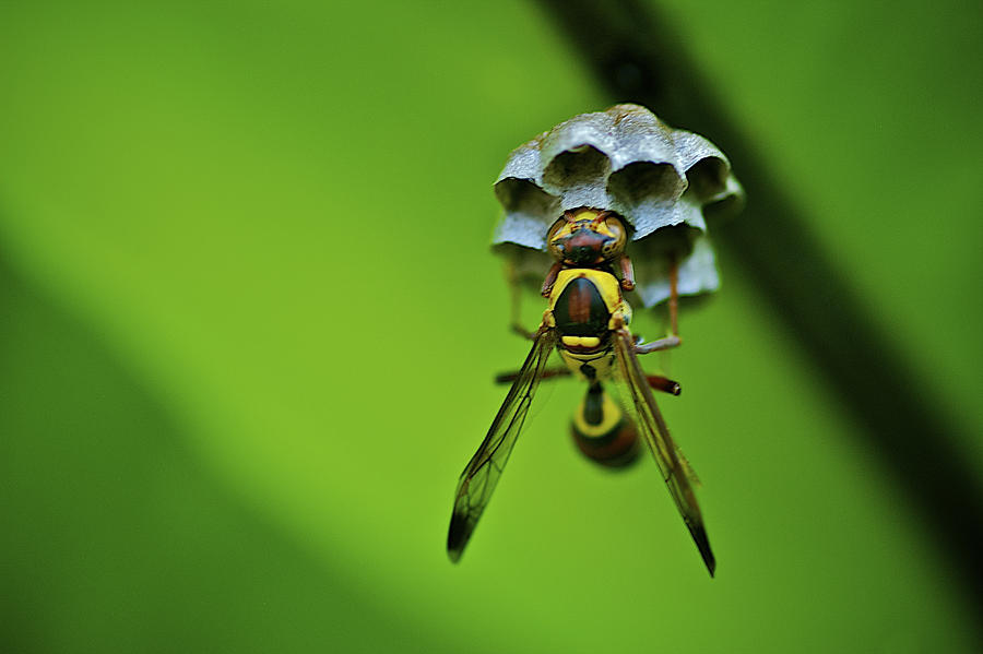 Hornets Nest Photograph by Arj Munoz