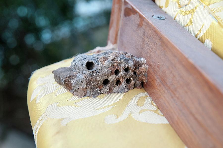 Hornets Nest Built Under A Chair Photograph by Photostock-israel/science Photo Library