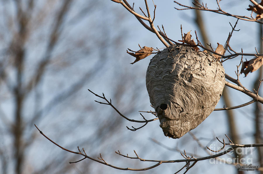 Hornets Nest Photograph - Hornets Nest by David Arment Hornets Nest Photograph - Hornets Nest by David Arment