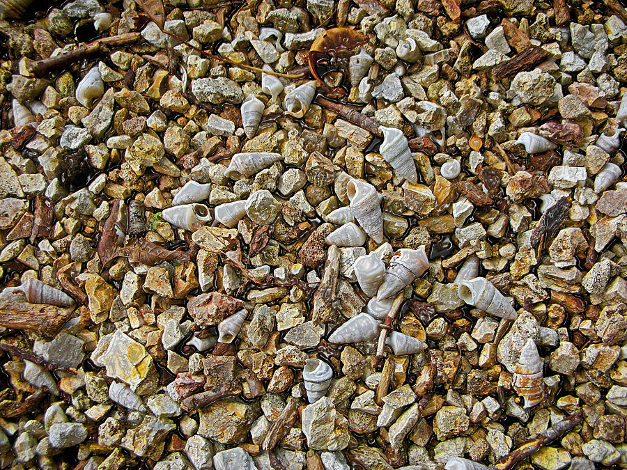 Horray Shell Horney Shells Photograph by Paul Mashburn - Fine Art America