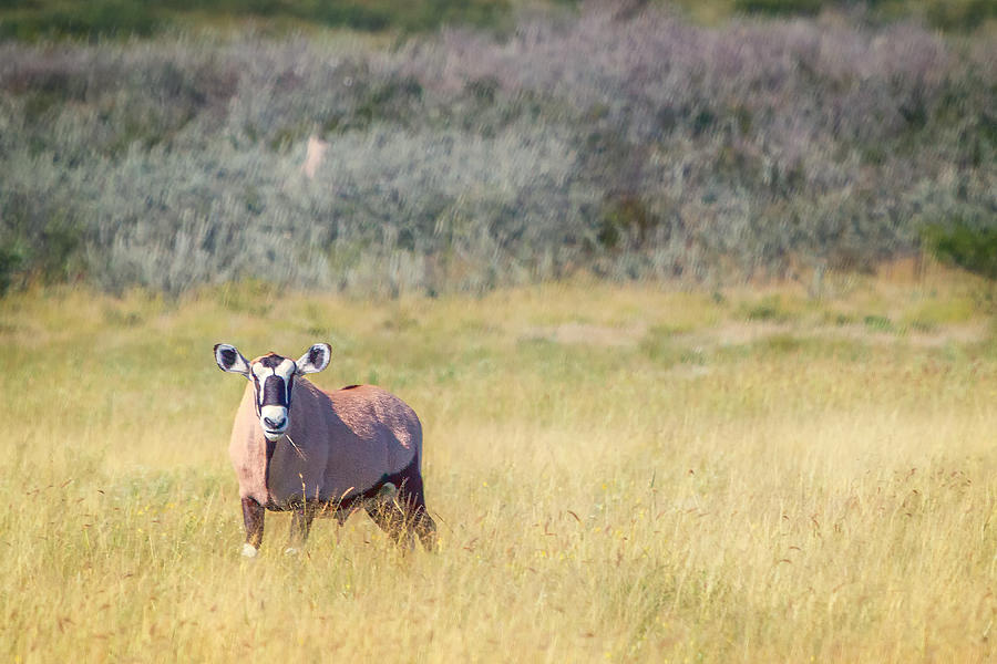 Hornless Oryx Survivor Photograph by Sylvia J Zarco