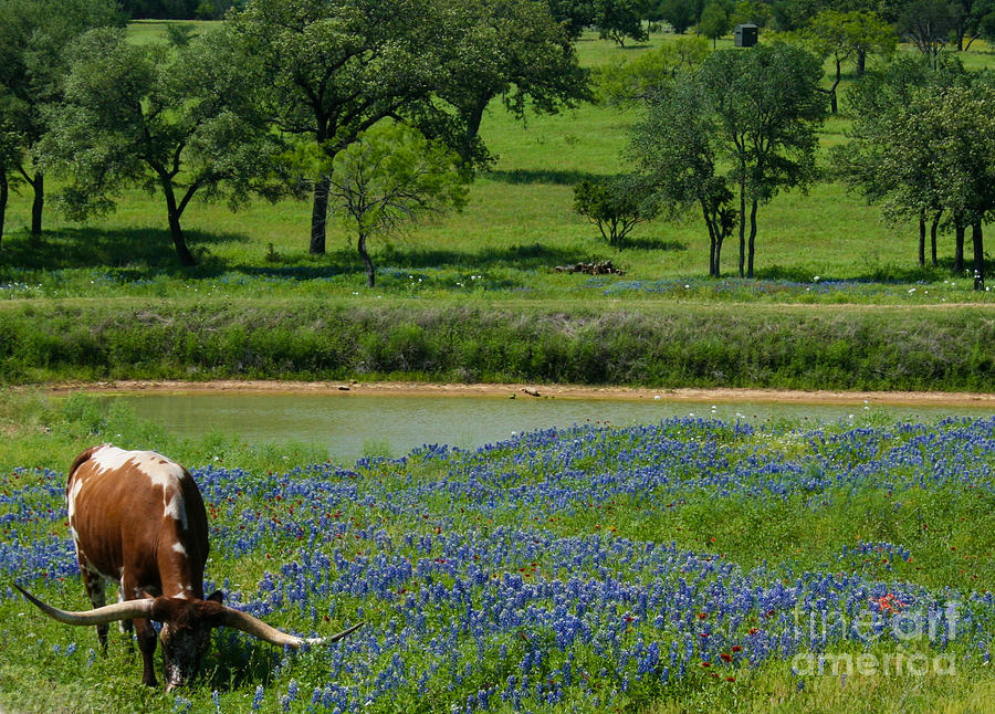 Horns and Bluebonnets by Diana Black Horns and Bluebonnets by Diana Black