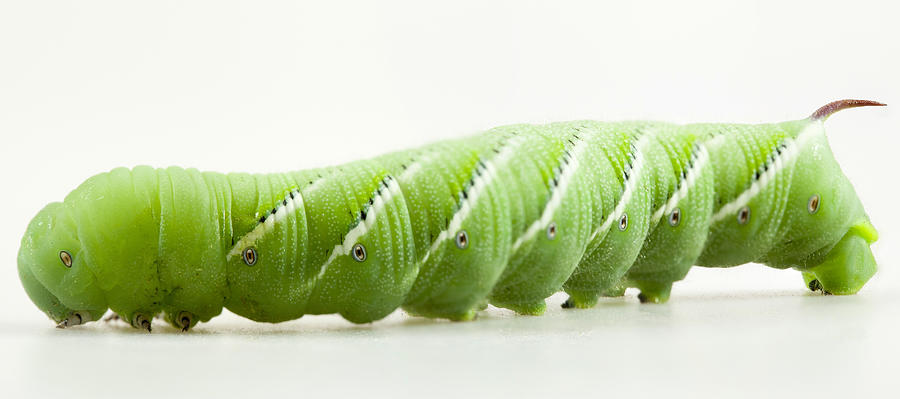 Hornworm Photograph by John Crothers