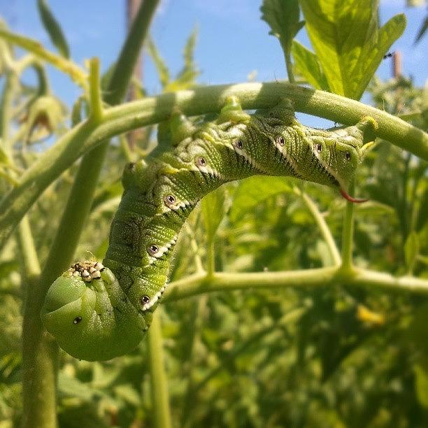 Garden Photograph - #hornworm #tomatobug #ugly #spike by Tracy Hager