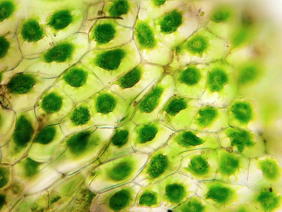 Hornwort Thallus Cells Photograph by Magda Turzanska