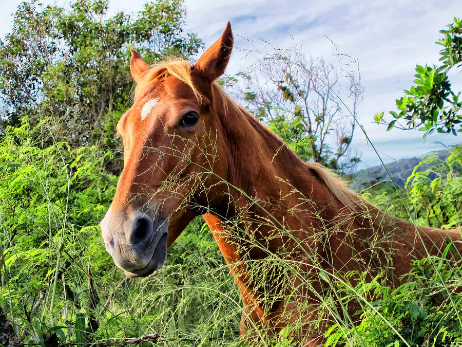 Horse 1 Photograph by Dawn Eshelman