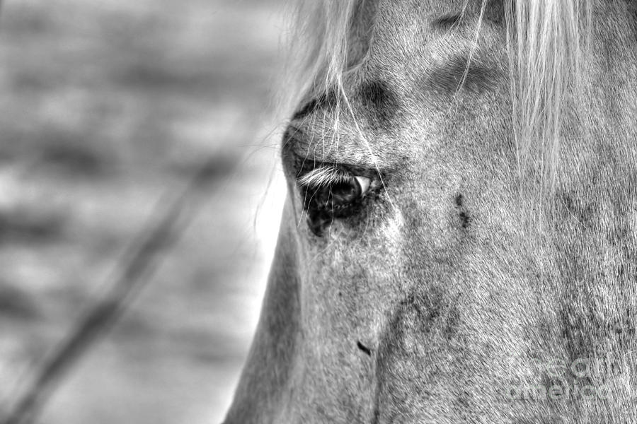 Horse 1 Photograph by Jimmy Ostgard
