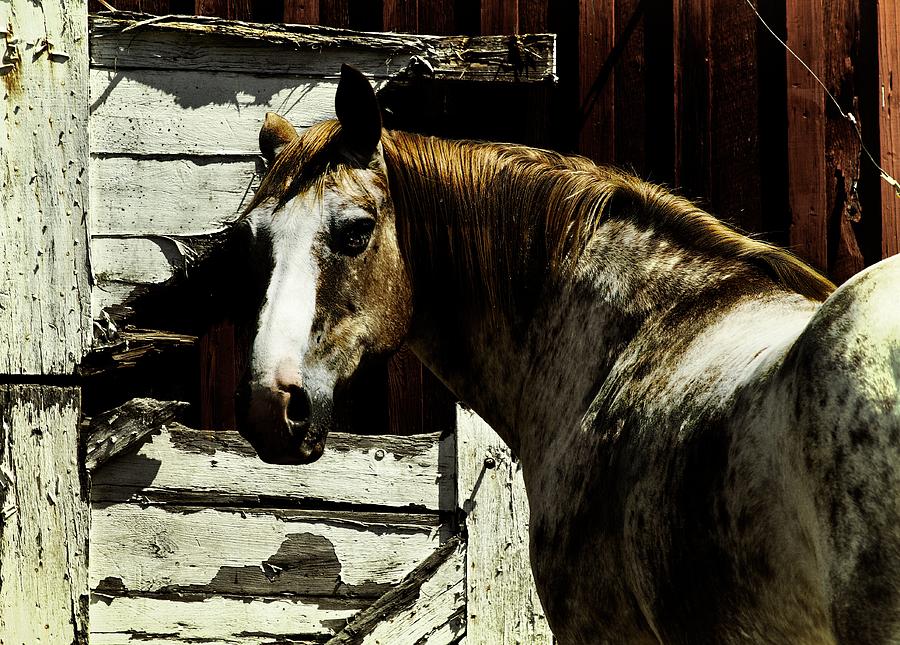 Horse 18 Photograph by David Yocum