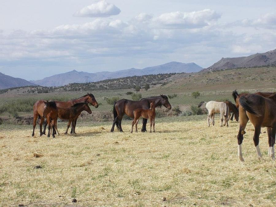 Long Lazy Day Photograph by Wynema Ranch Long Lazy Day Photograph by Wynema Ranch