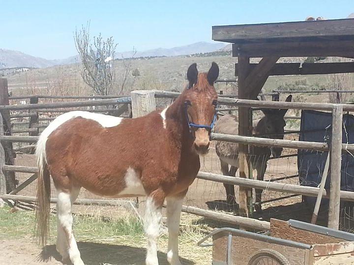 Sparkle Photograph by Wynema Ranch Sparkle Photograph by Wynema Ranch