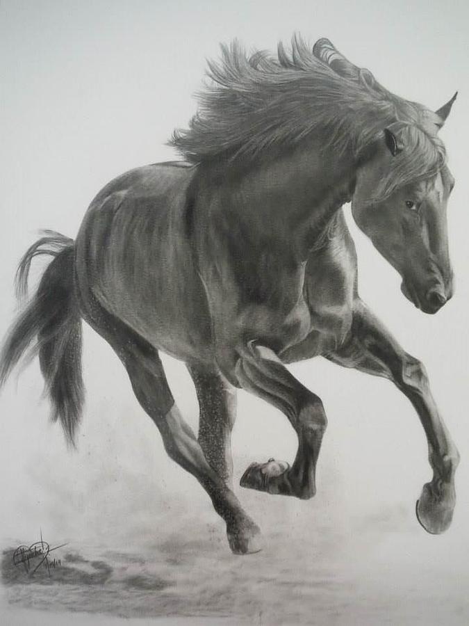 Horse 30 Drawing by Alejandra Quevedo - Fine Art America