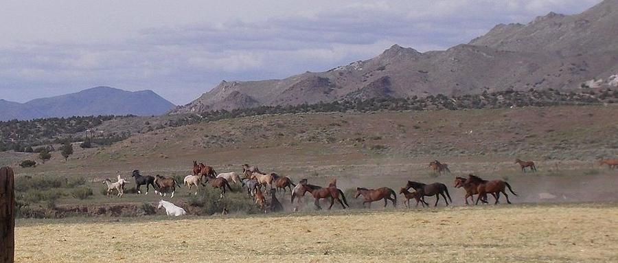 Wide Open Range Photograph by Wynema Ranch Wide Open Range Photograph by Wynema Ranch