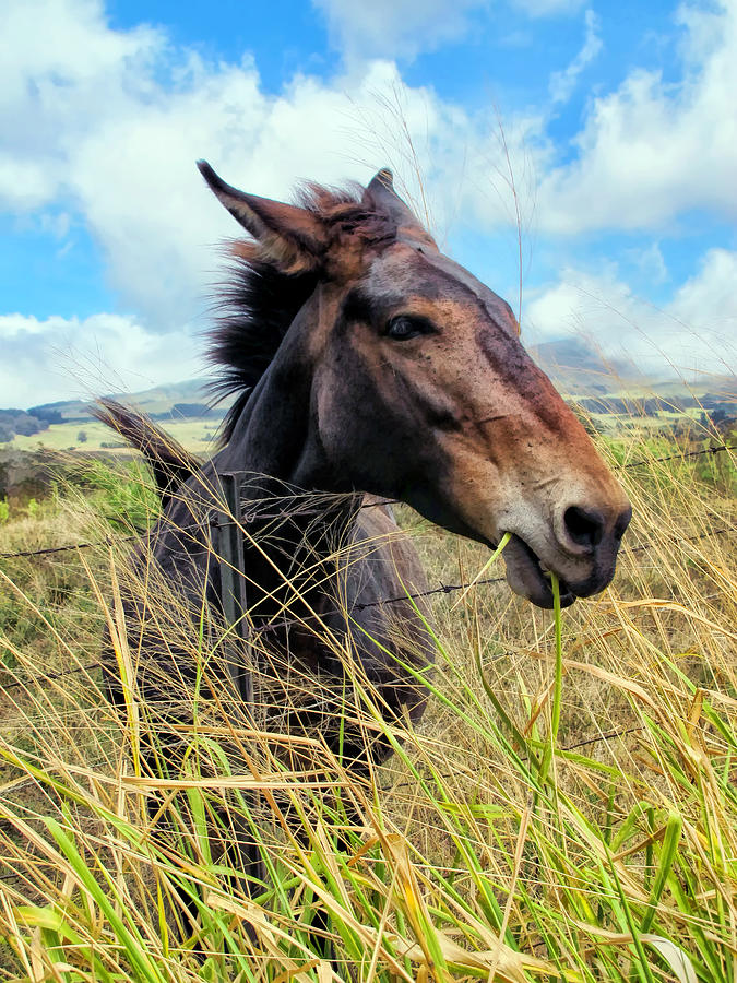 Horse 6 Photograph by Dawn Eshelman