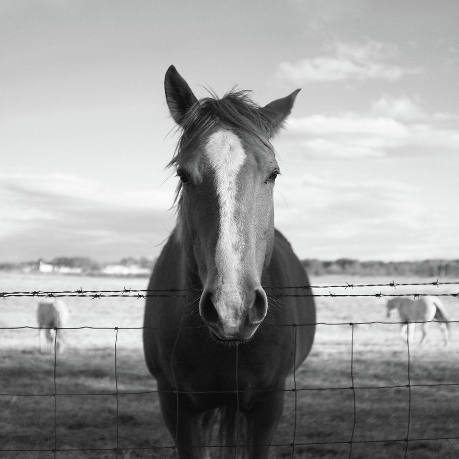 Horse Photograph by A, Bellefeuil