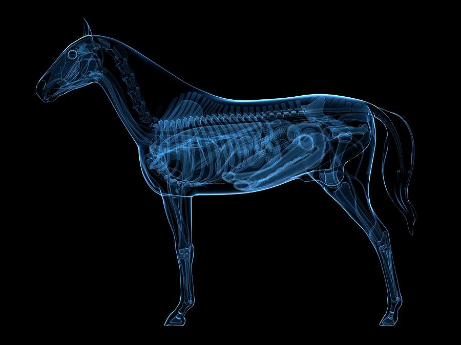 Horse Anatomy Photograph by Sciepro/science Photo Library - Fine Art ...