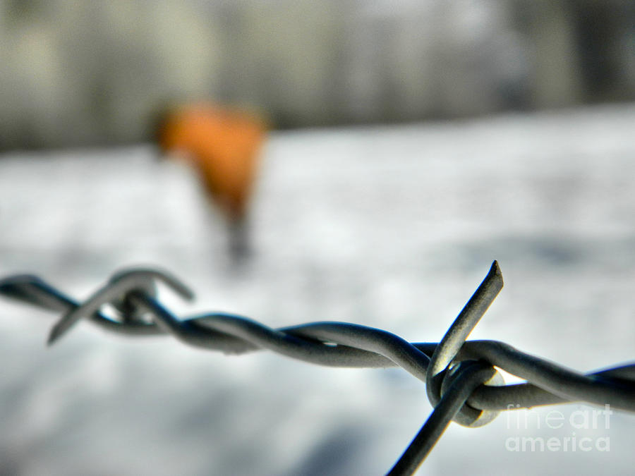 Winter Photograph - Horse and Barbed Wire by Sara Mayer