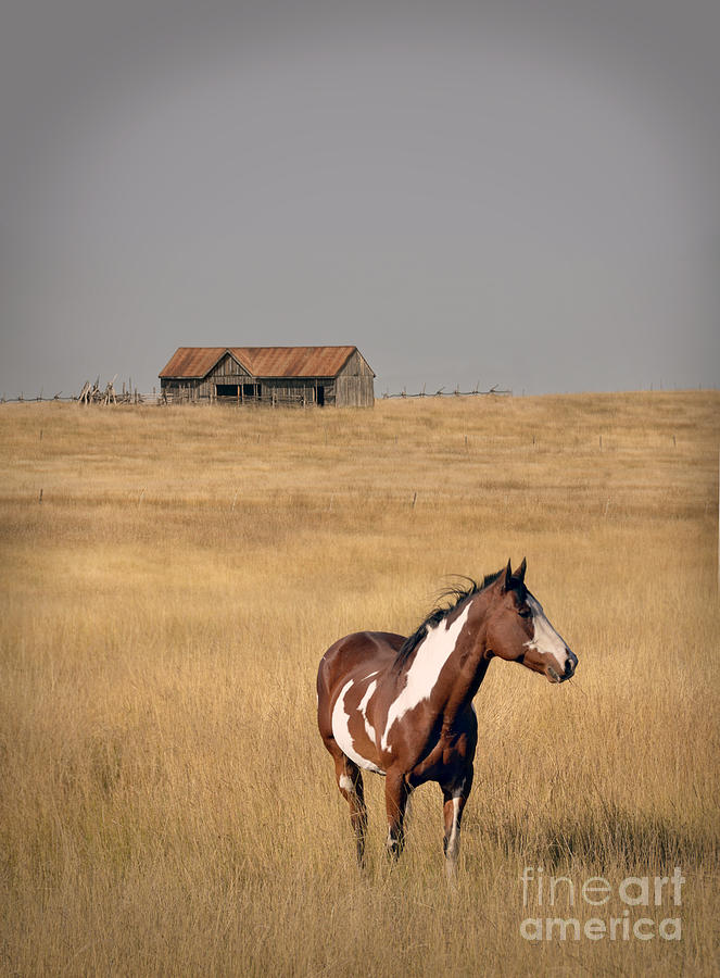 Horse and Barn Photograph by Jill Battaglia