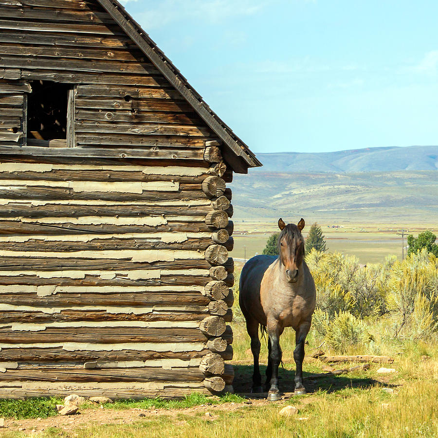 Horse and Barn Photograph by Nicholas Blackwell