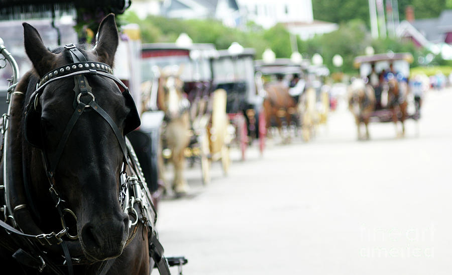 Horse and Buggy Photograph by Linda Shafer