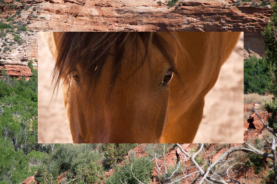 Horse and Canyon Photograph by Natalie Rotman Cote