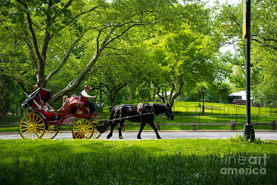 Horse and Carriage Central Park Photograph by Amy Cicconi