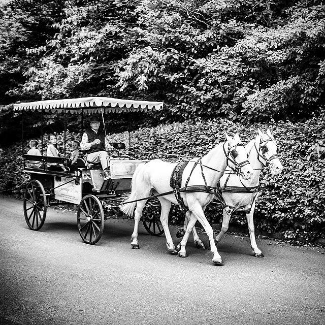 Horse Photograph - Horse And Carriage, N.ireland by Aleck Cartwright