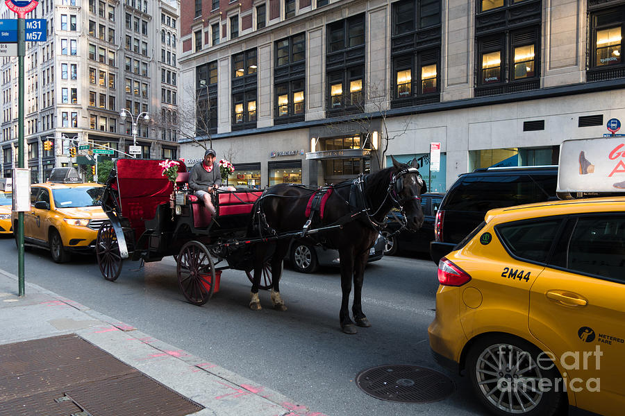 Horse and Carriage NYC Photograph by Amy Cicconi