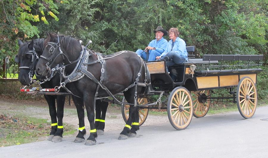 Two Black Beauty Horses And Carriage Photograph by Donna Wilson - Pixels