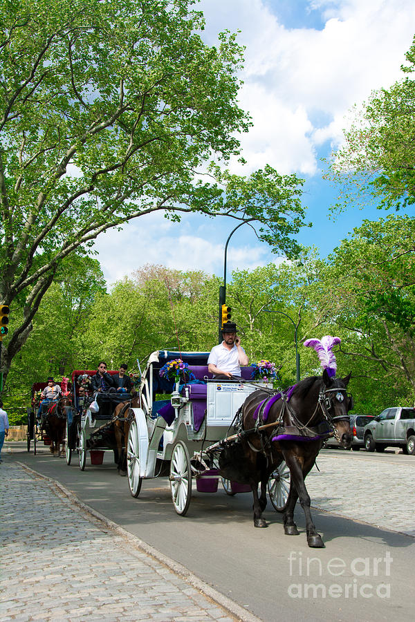 Horse and Carriages Central Park Photograph by Amy Cicconi