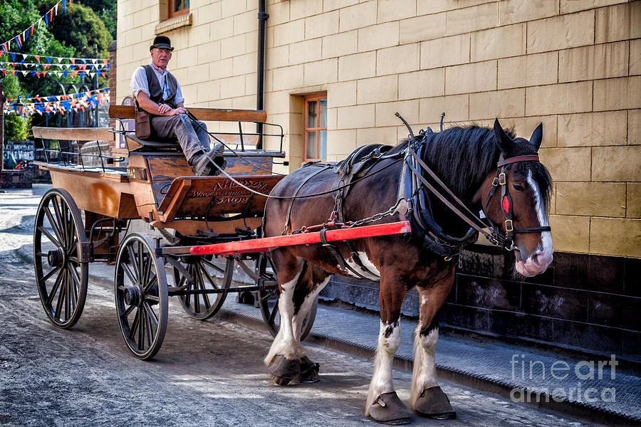 Horse And Cart Photograph by Adrian Evans