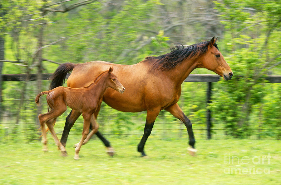 Horse And Colt Photograph by David N. Davis