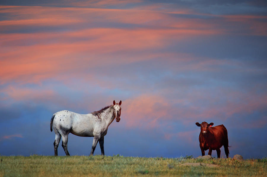 Horse And Cow In The Sunset Photograph by Moosebitedesign