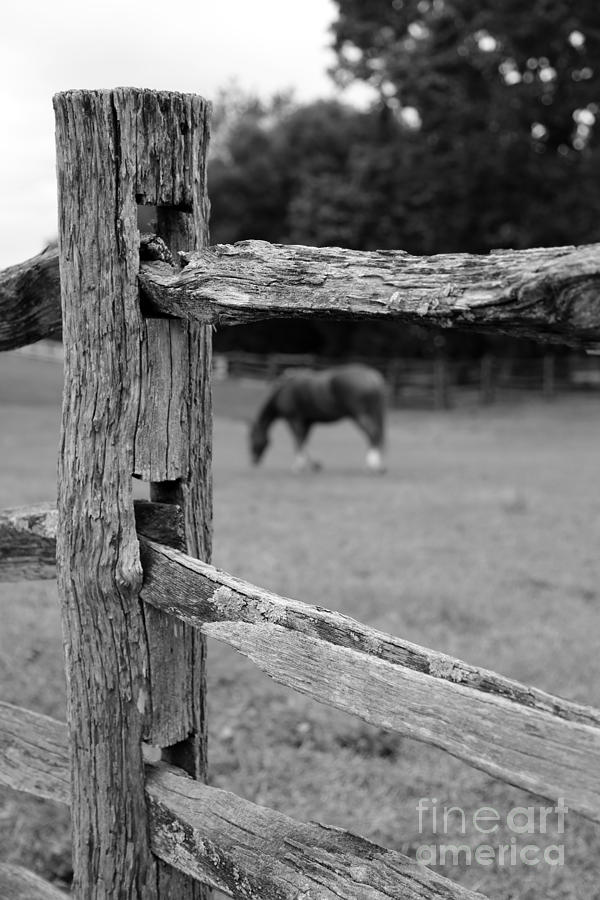 Black And White Photograph - Horse and fence by Dwight Cook