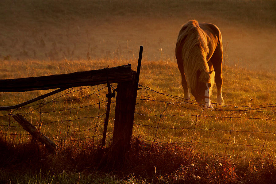 Horse and Fence Silhouette Photograph by Jim Vance