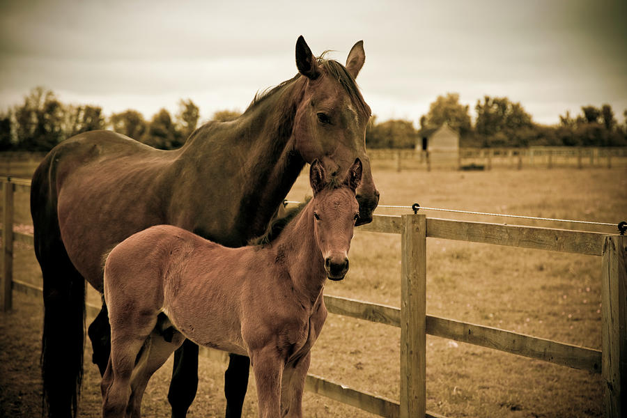 Horse And Foal In A Field Photograph by Farzan Bilimoria