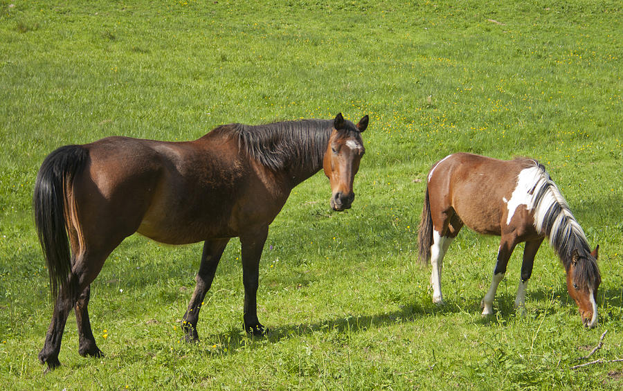Horse and Foal in a green field Photograph by Georgia Clare