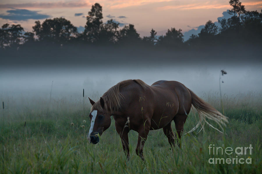 Horse and Fog Photograph by Cheryl Baxter