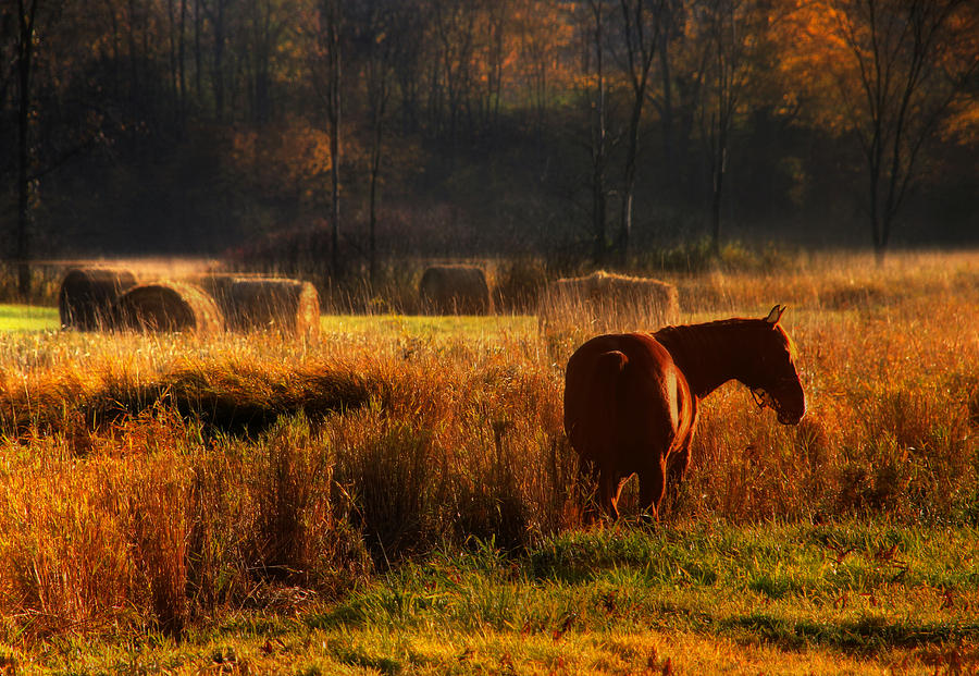 Horse and Hay Bales Photograph by Jim Vance - Fine Art America