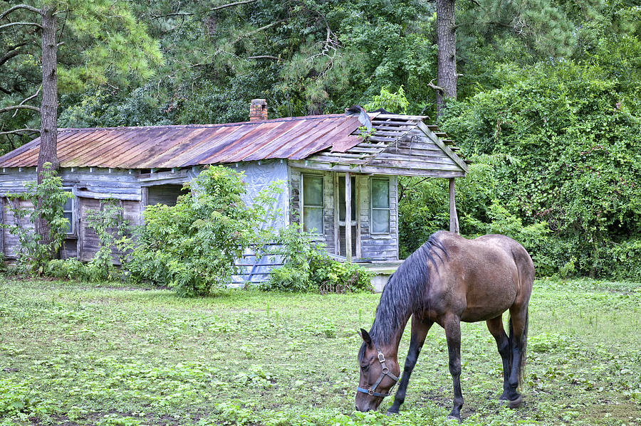 Horse and House - Photography by Jo Ann Tomaselli Photograph by Jo Ann Tomaselli