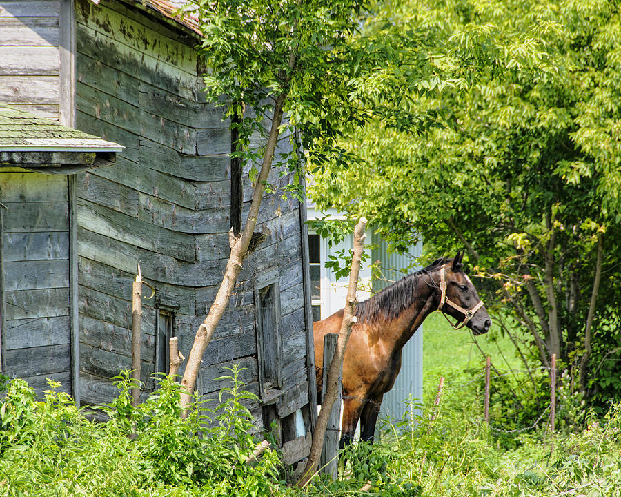 Horse and Old Barn Photograph by Betty Eich