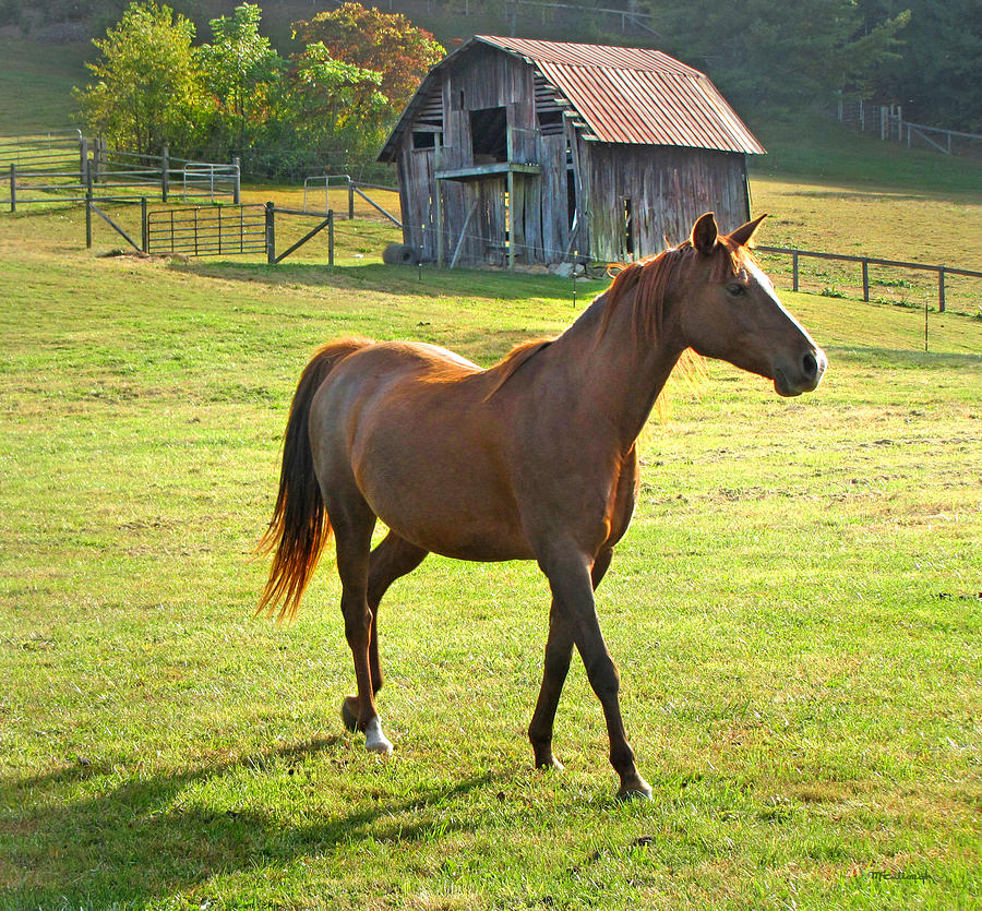 Horse and Old Barn in Etowah Photograph by Duane McCullough