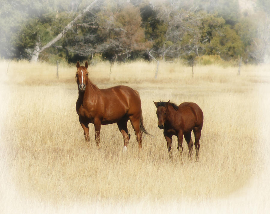 Horse and Pony 2 Photograph by Ernest Echols