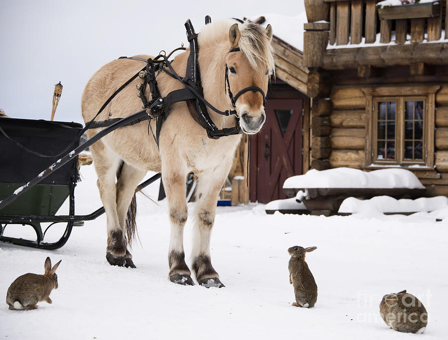 Horse and rabbits Photograph by Gry Thunes Fine Art America