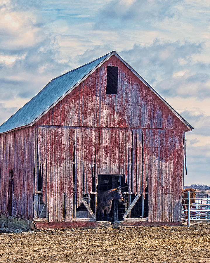 Horse And Red Barn Photograph by Kevin Anderson