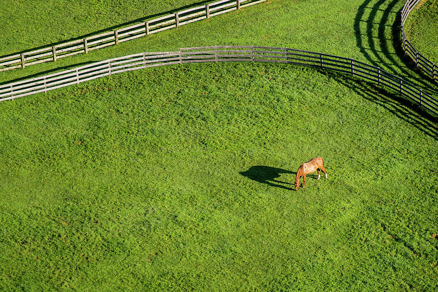Horse And Shadow Photograph by Edwin Remsberg